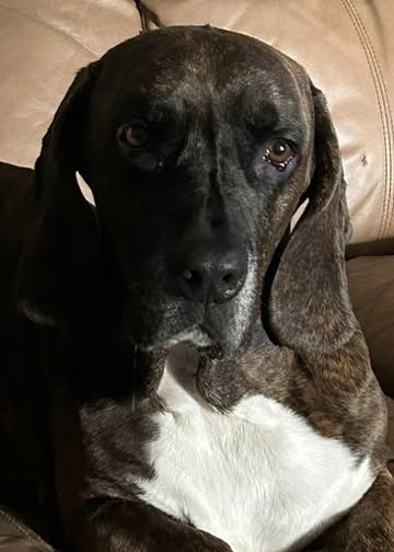 BRUSTER - ADOPTION PENDING!