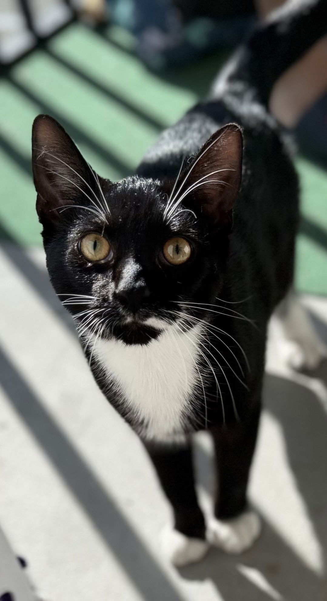 Domino