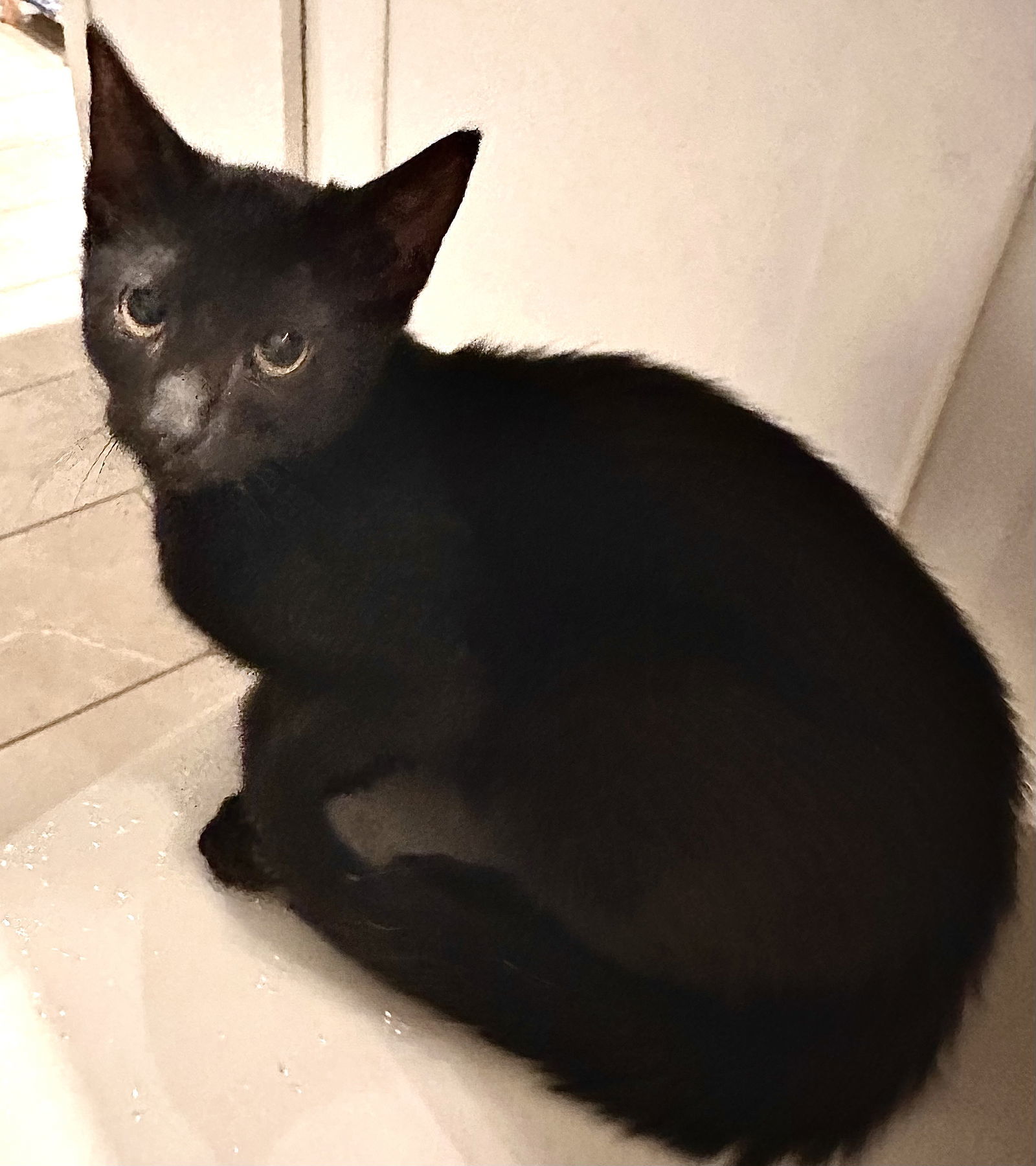 Mr Milo