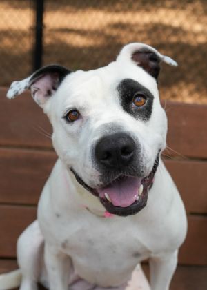 Meet 2 and half year-old Hot Spot Shes a goodtime girl looking for a fun time Hot Spot aims to