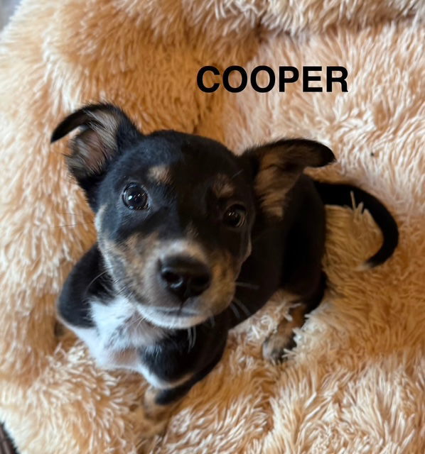 COOPER