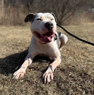 Apollo Terrier Dog