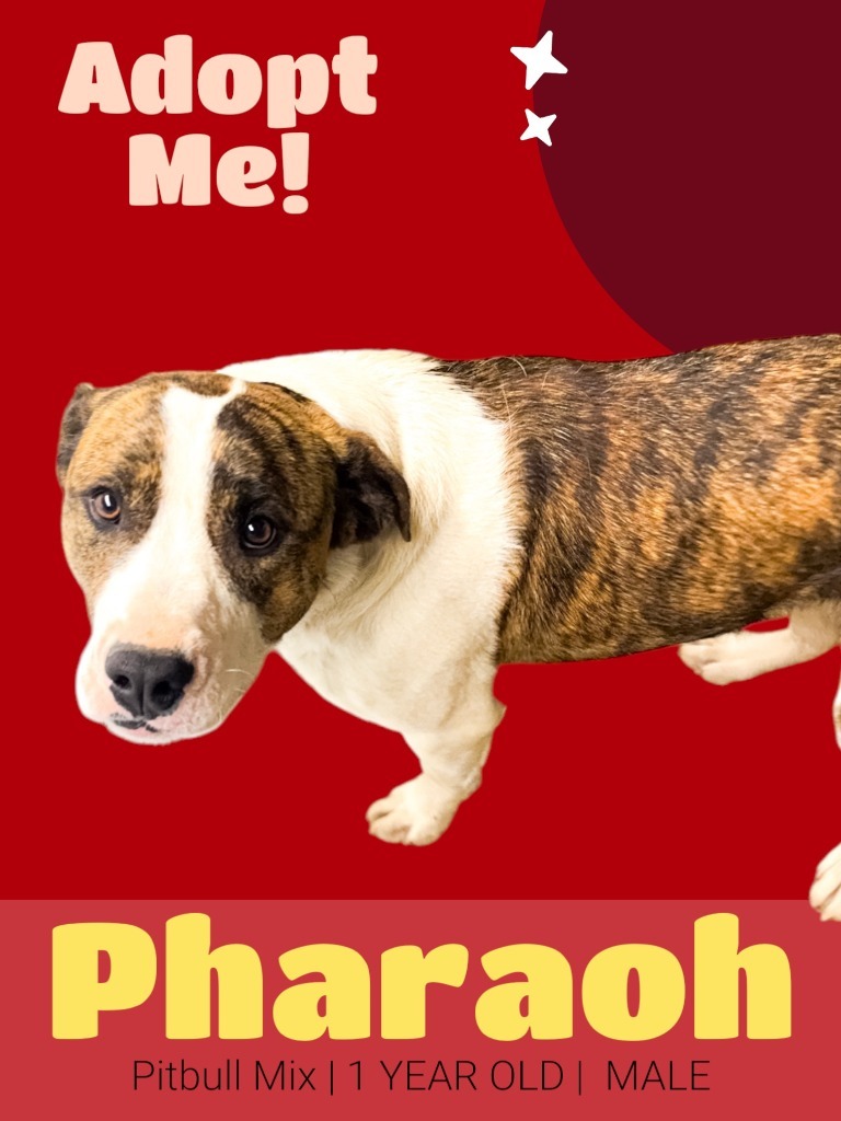 Pharaoh