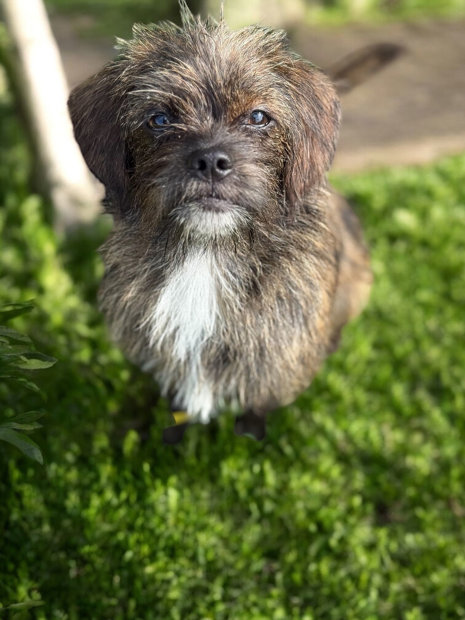 simba