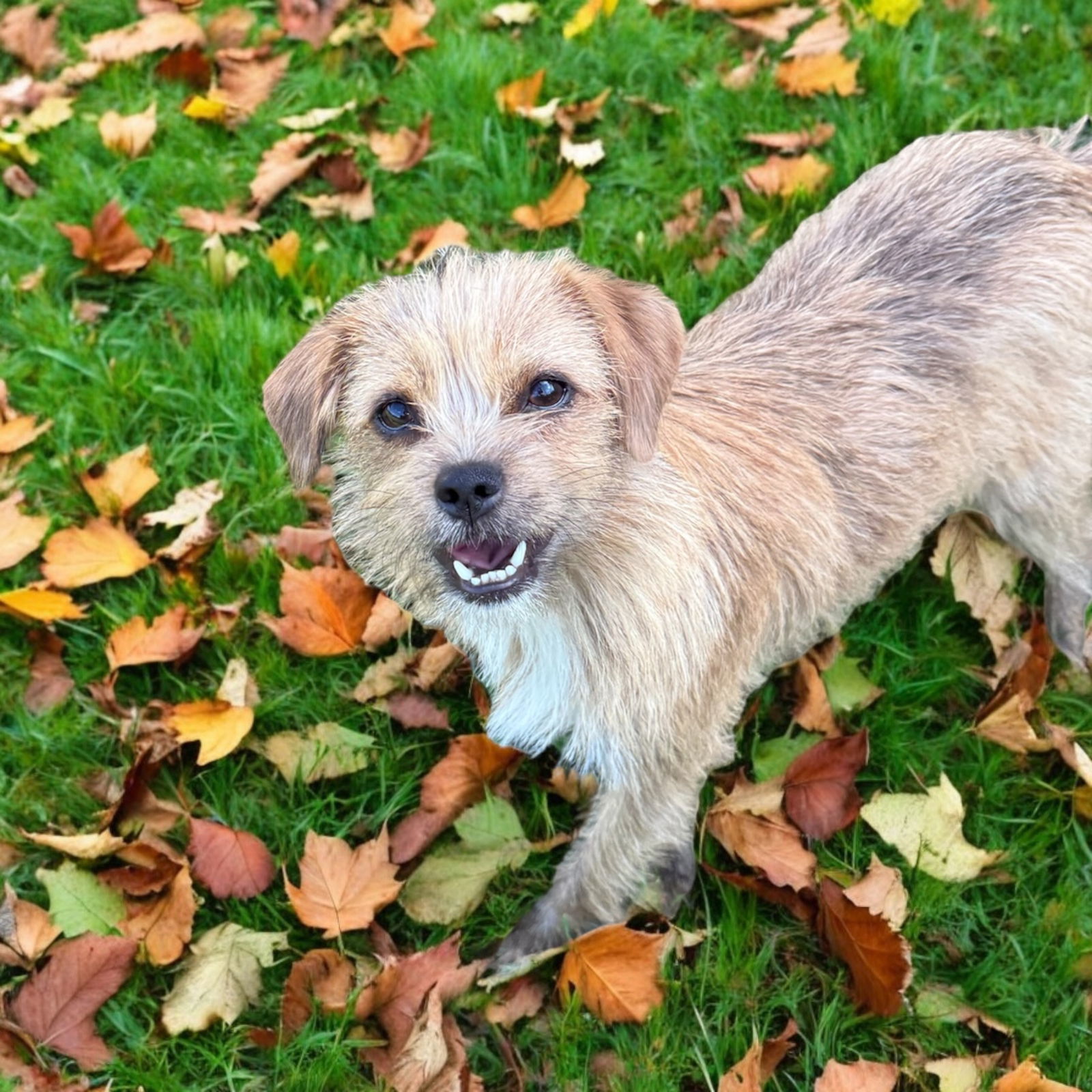 Nala