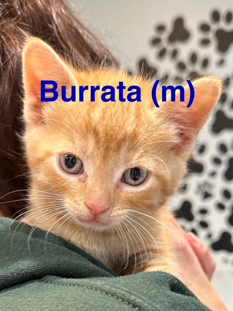 BURRATA Kitten (m)