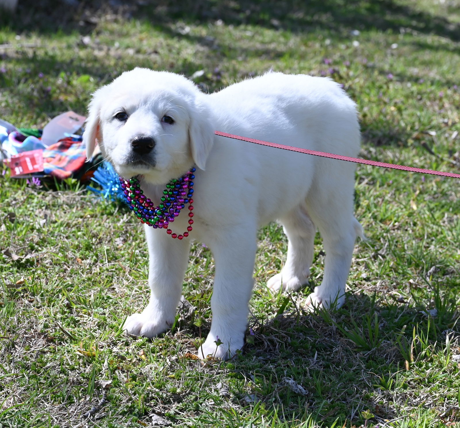 Bonita, an adoptable Great Pyrenees, Akbash in Whitewright, TX, 75491 | Photo Image 1