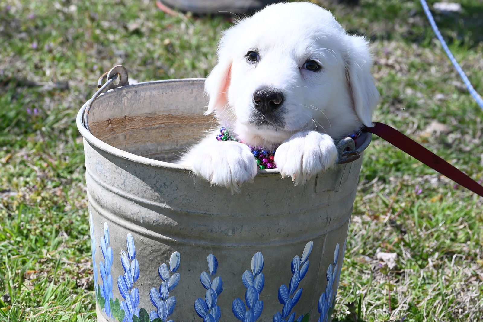 Bonita, an adoptable Great Pyrenees, Akbash in Whitewright, TX, 75491 | Photo Image 2