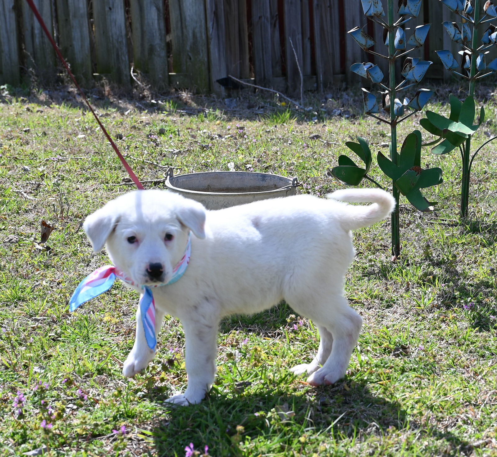 Chaquita, an adoptable Great Pyrenees, Akbash in Whitewright, TX, 75491 | Photo Image 1