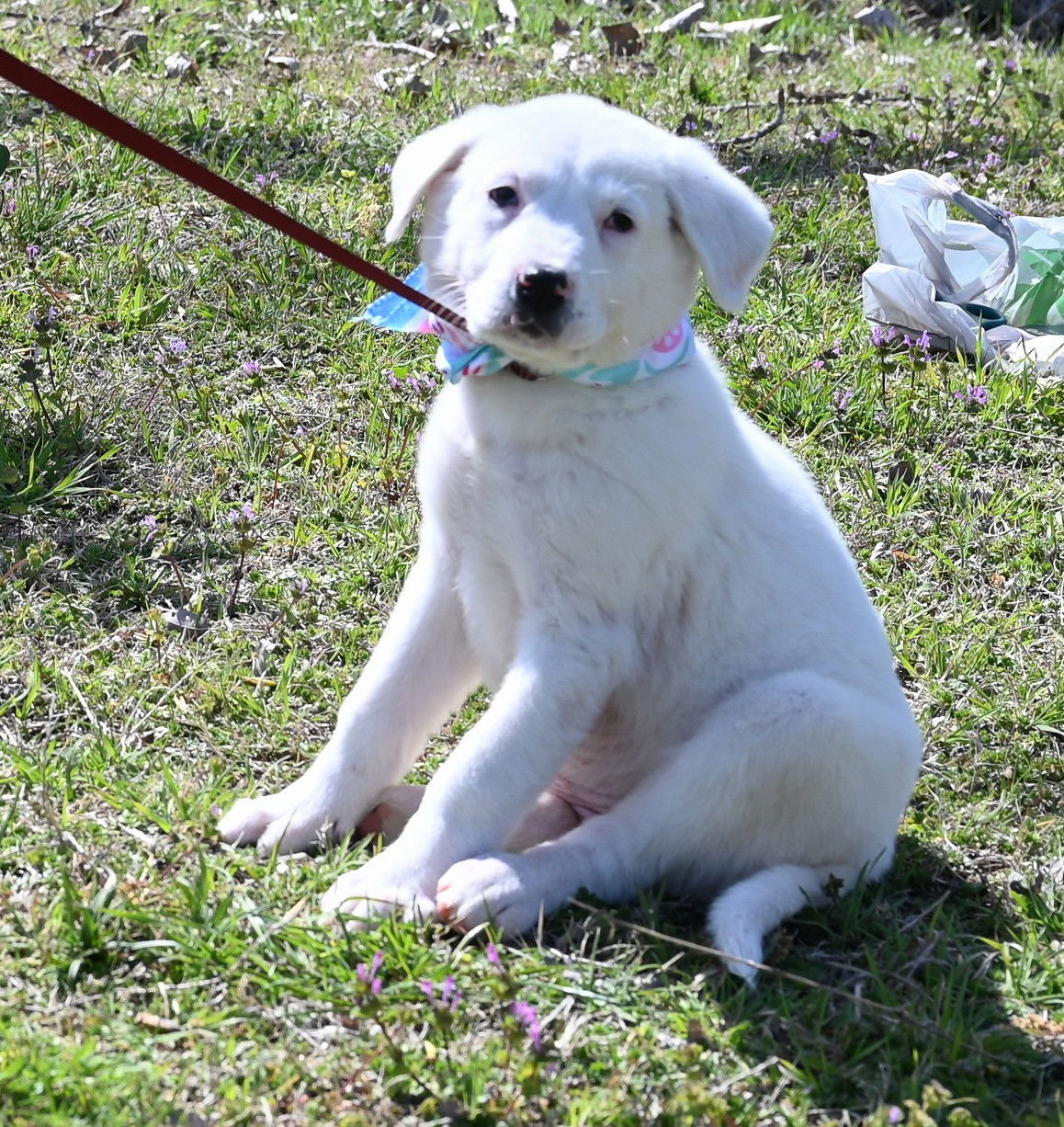 Chaquita, an adoptable Great Pyrenees, Akbash in Whitewright, TX, 75491 | Photo Image 2