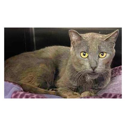 Barn Cat Mojo Jojo, an adoptable Domestic Short Hair in Caldwell, ID, 83607 | Photo Image 1