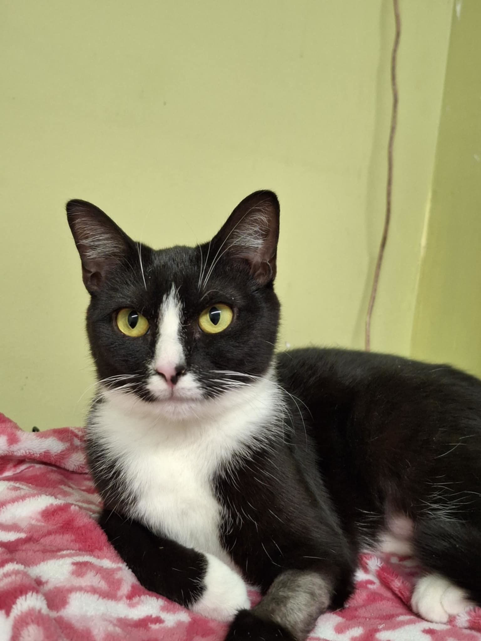 Tuxina