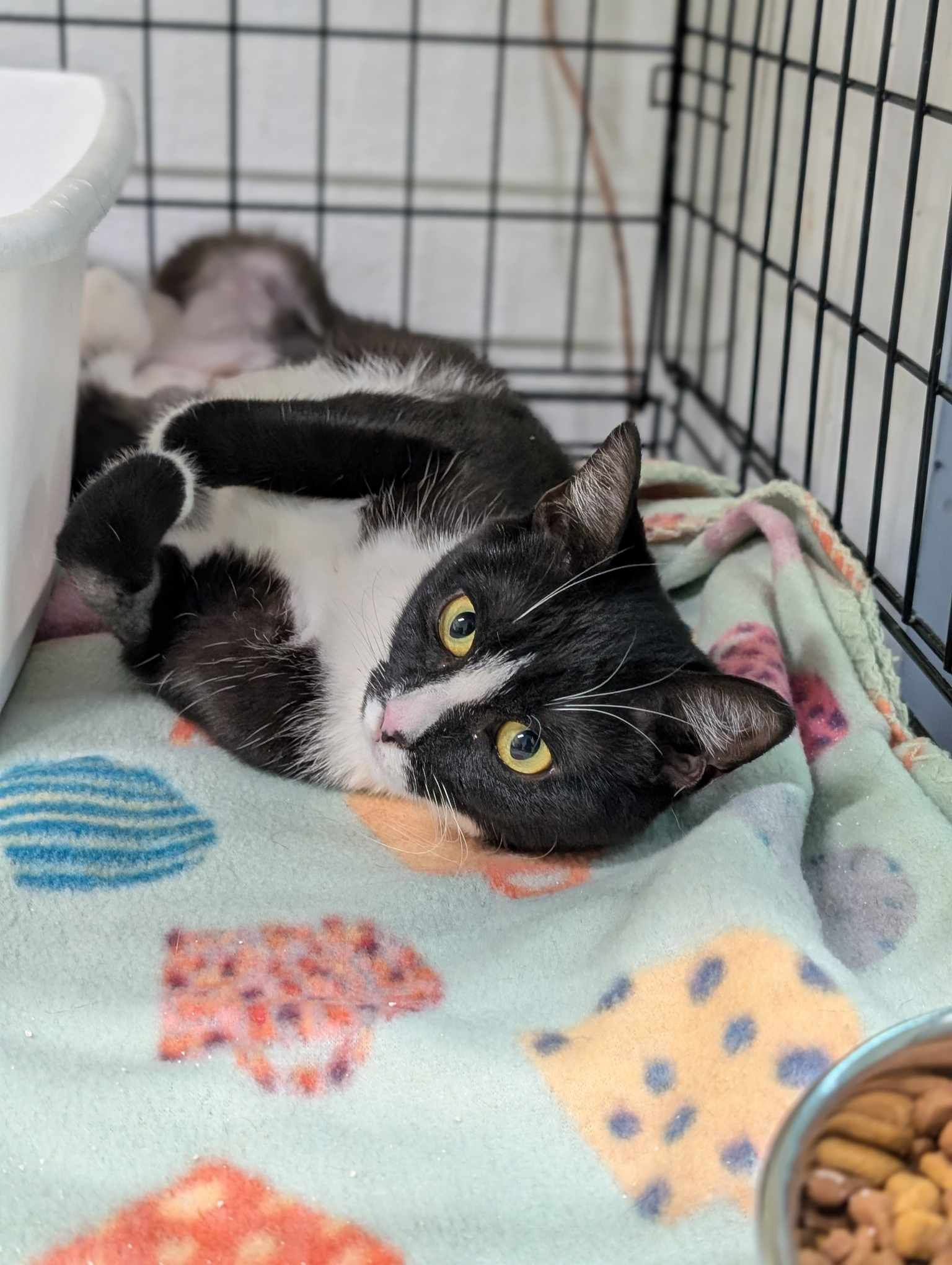 Tuxina