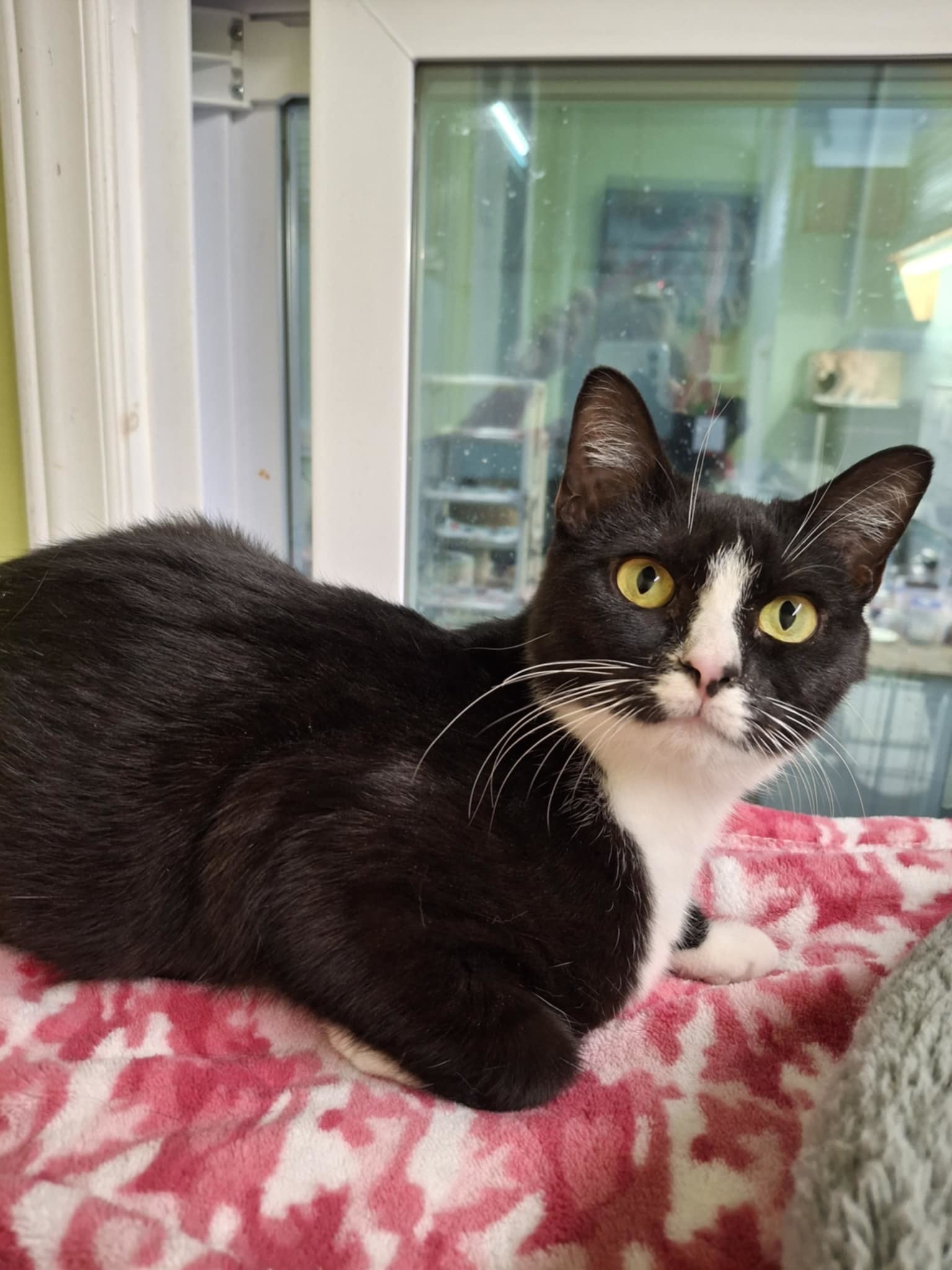 Tuxina