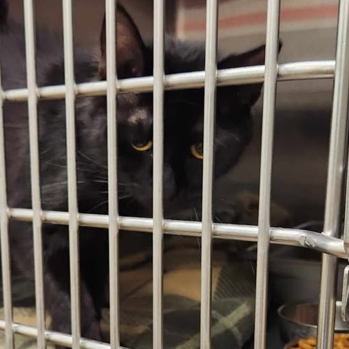 Couch Coin, an adoptable Domestic Medium Hair in Redding, CA, 96099 | Photo Image 1
