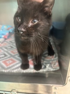 Salem