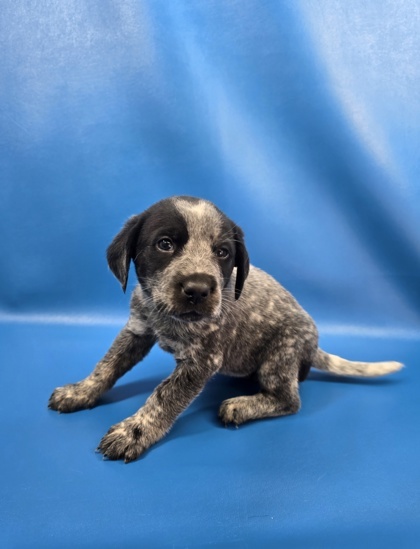 Nova