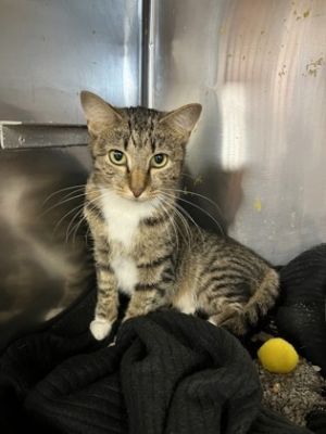 Bonnie, Adult Female Domestic Short Hair