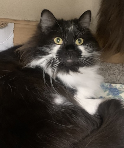 SOPHIE & Calcifer - Bonded Pair
