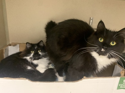 SOPHIE & Calcifer - Bonded Pair
