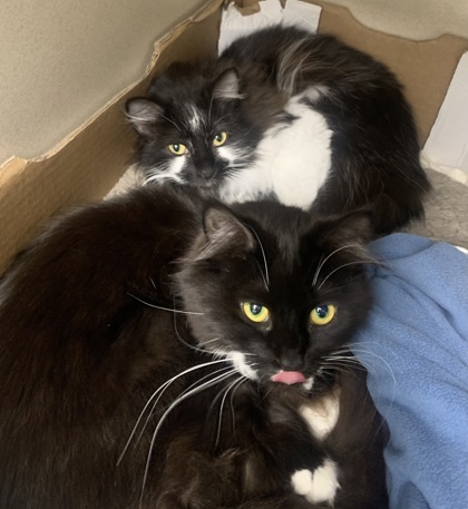 SOPHIE & Calcifer - Bonded Pair
