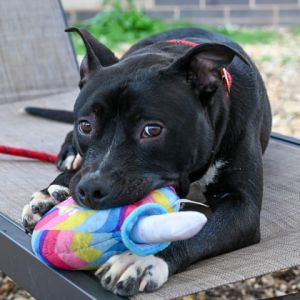Conner Mixed Breed Dog