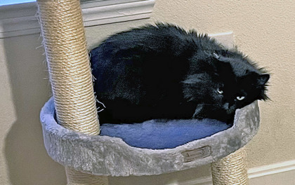 Binky (in foster)