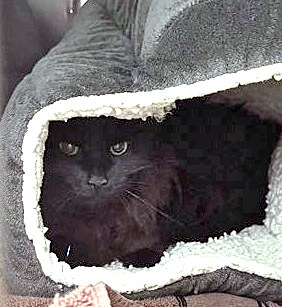 Binky (in foster)