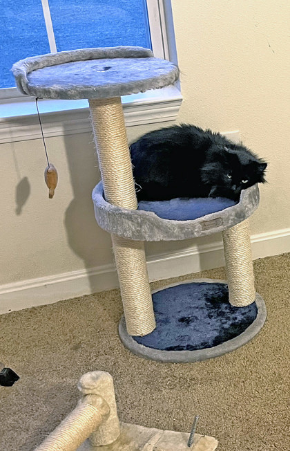 Binky (in foster)