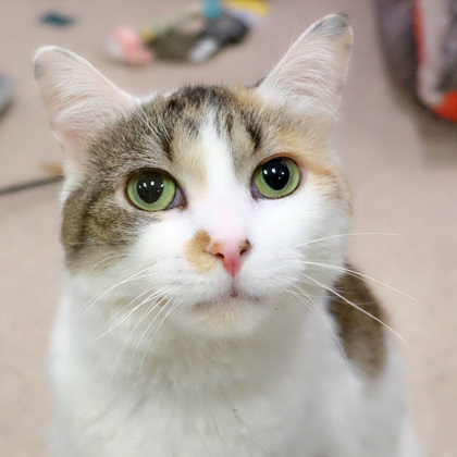 Jenny