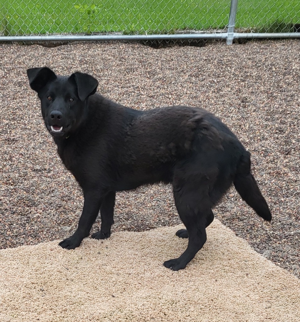 Groot, an adoptable Mixed Breed in Medford, WI, 54451 | Photo Image 1