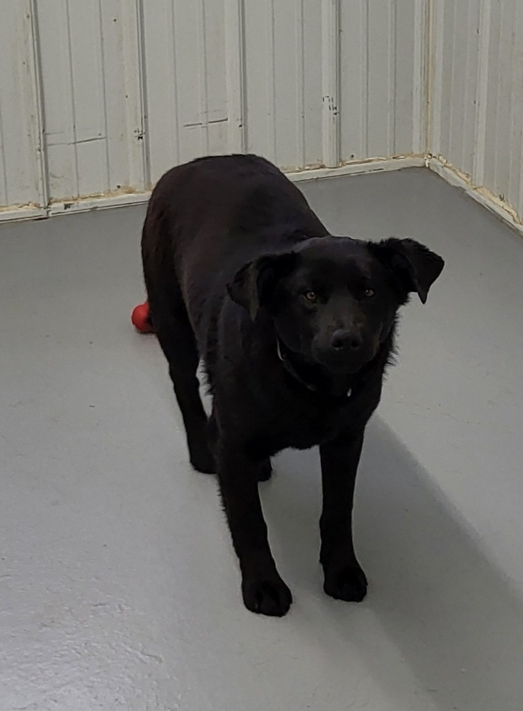 Groot, an adoptable Mixed Breed in Medford, WI, 54451 | Photo Image 2
