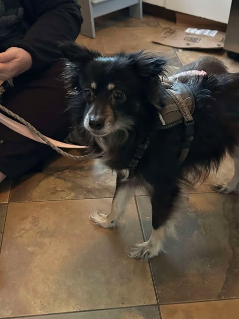 Maximus, an adoptable Chihuahua in Cloquet, MN, 55720 | Photo Image 1