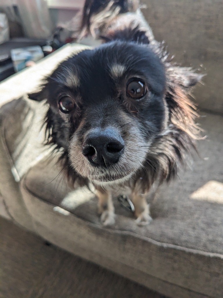 Maximus, an adoptable Chihuahua in Cloquet, MN, 55720 | Photo Image 2