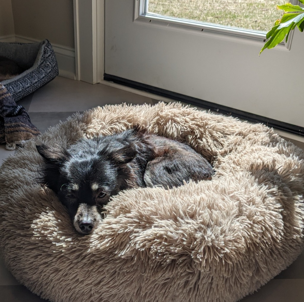 Maximus, an adoptable Chihuahua in Cloquet, MN, 55720 | Photo Image 3