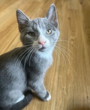 Say hello to Banjo a lovable five-month-old gray and white kitten who is ready to find his forever 
