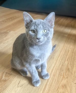Say hello to Puck a charming five-month-old all-gray kitten who is ready to find his forever home 