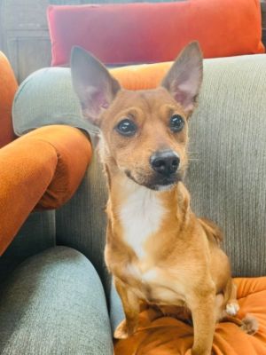 Meet Simba an endearing young Chi mix with a heart full of love just waiting to be discovered At f