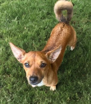 Say Hello to Simba  The Little Dog with a Big Heart Dont let his small size fool you--Simbas spir