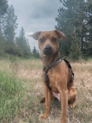 Meet Tucker Your Future Best Friend In the soft glow of a gentle heart lies Tucker--a special youn