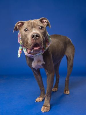 Isa Mixed Breed Dog