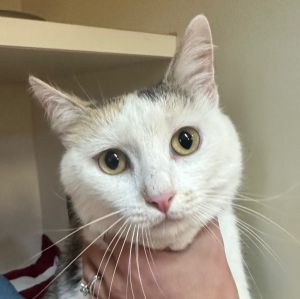 Miss Priss, Adult Female Domestic Short Hair