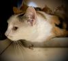 Miss Priss