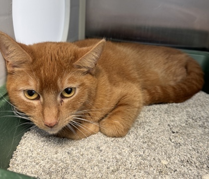 Ember, an adoptable Domestic Short Hair in Pendleton, OR, 97801 | Photo Image 1