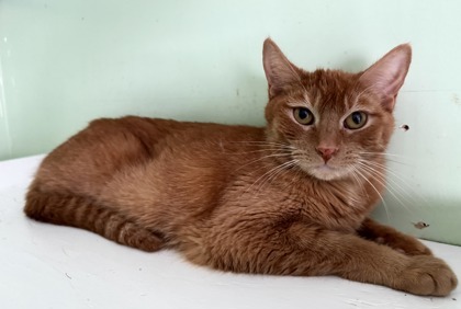 Ember, an adoptable Domestic Short Hair in Pendleton, OR, 97801 | Photo Image 2