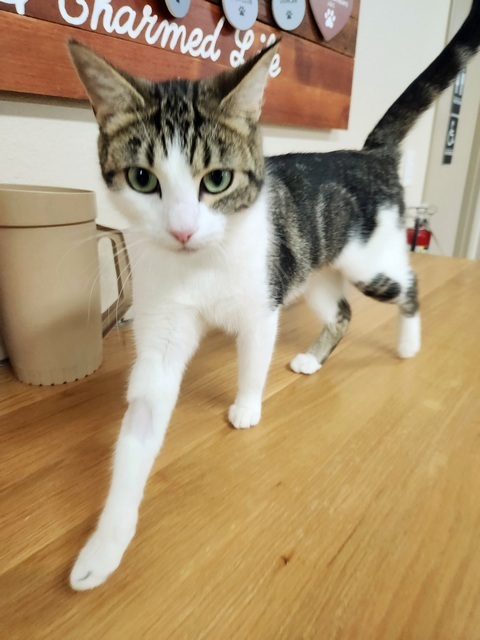 Kiki