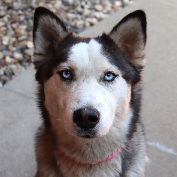 Koda