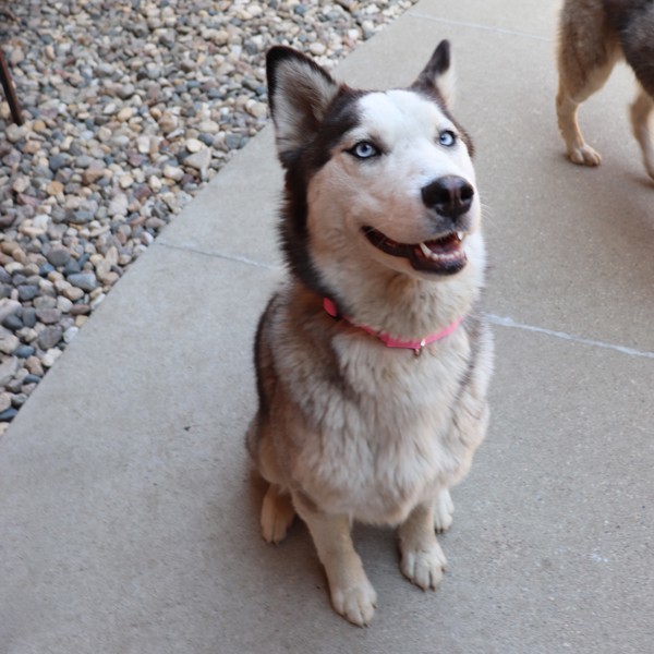 Koda