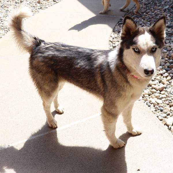Koda