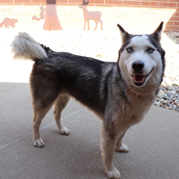 Koda